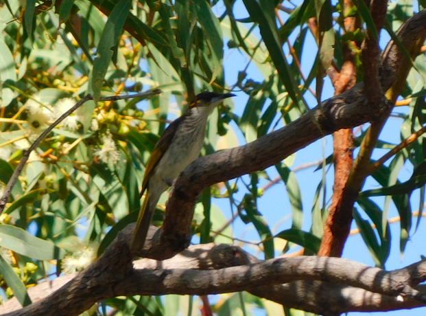 White-streaked Honeyeater - Jordan Webber