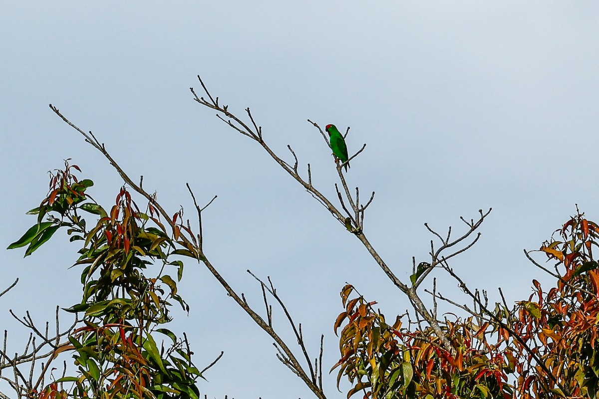 Sulawesi Hanging-Parrot - Jenna McCullough