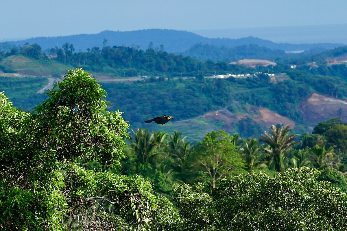 Sulawesi Hornbill (Dwarf) - ML456021171