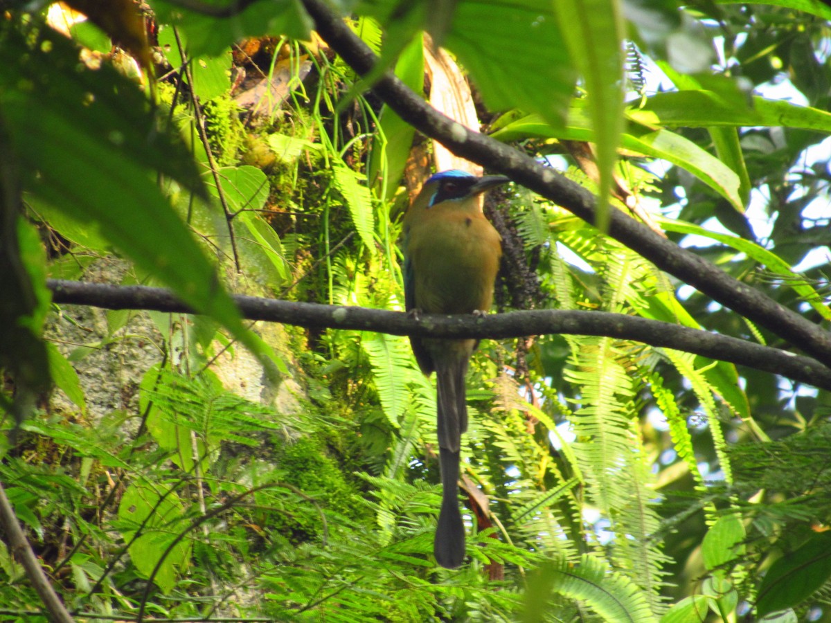 blåpannemotmot - ML456021421