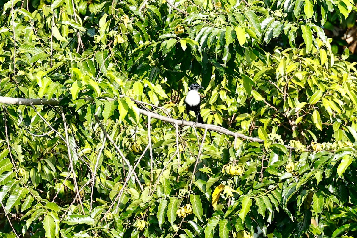 White-necked Myna (Northern) - ML456021681