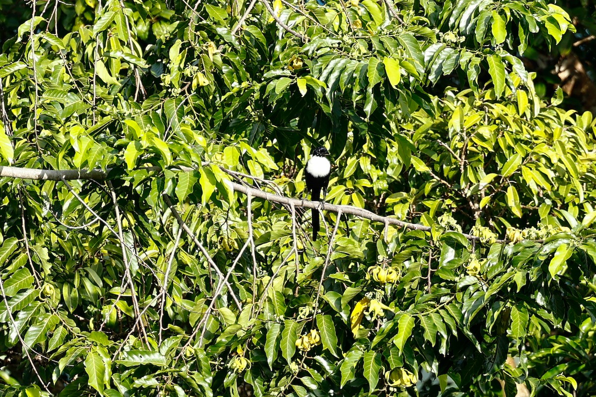 White-necked Myna (Northern) - ML456021711