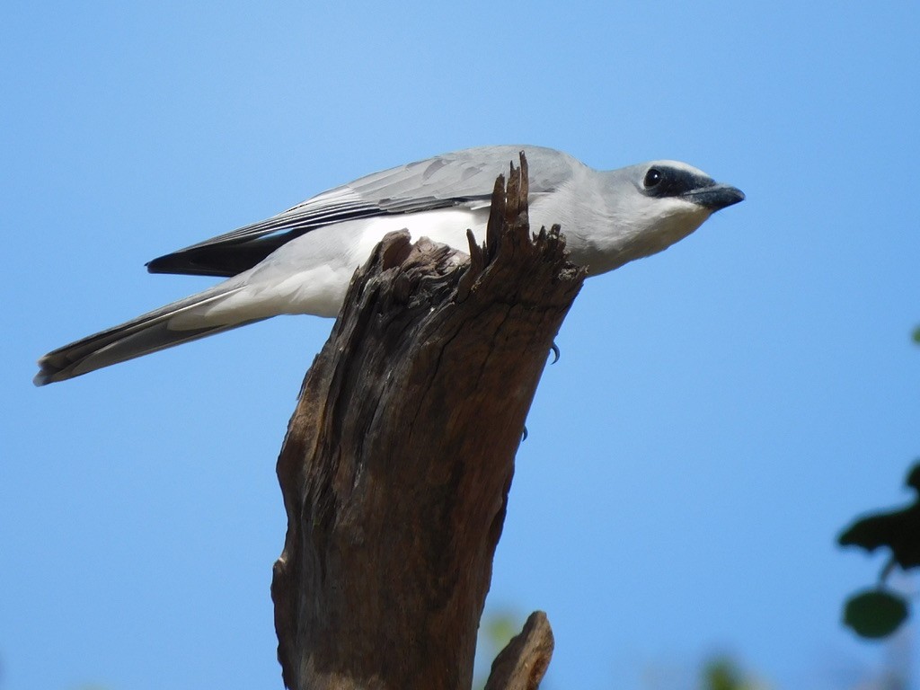 White-bellied Cuckooshrike - Jordan Webber