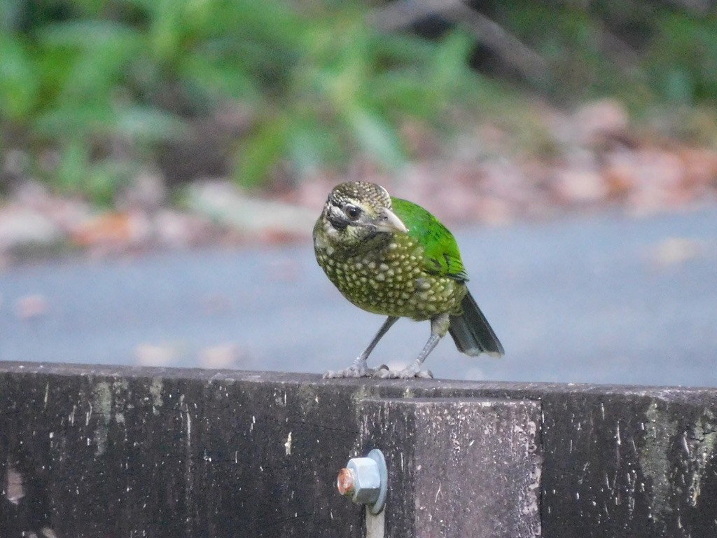 Spotted Catbird - ML456022201