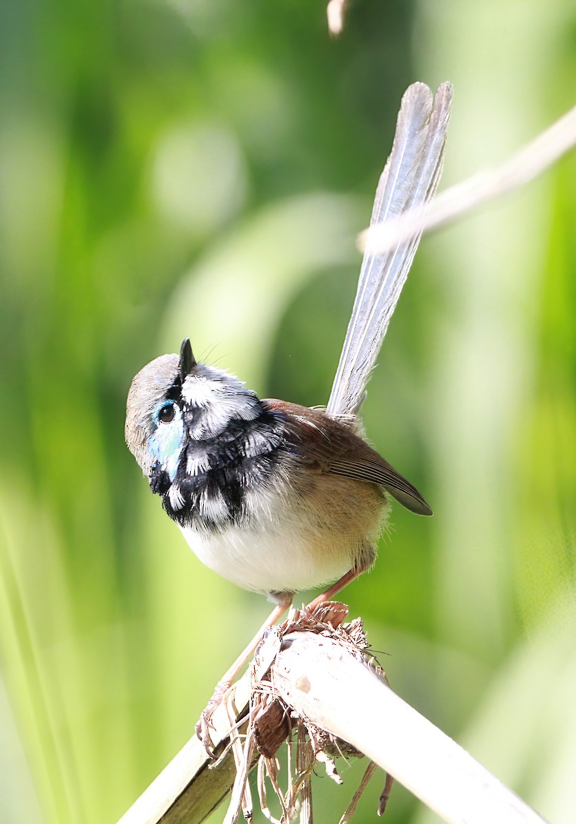 Variegated Fairywren - ML456022231