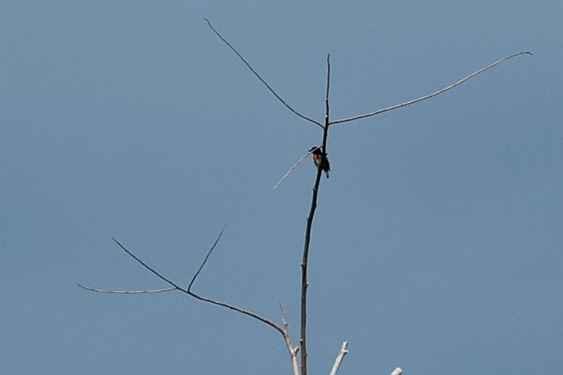 ノドアカハナドリ（celebicum グループ） - ML456022311