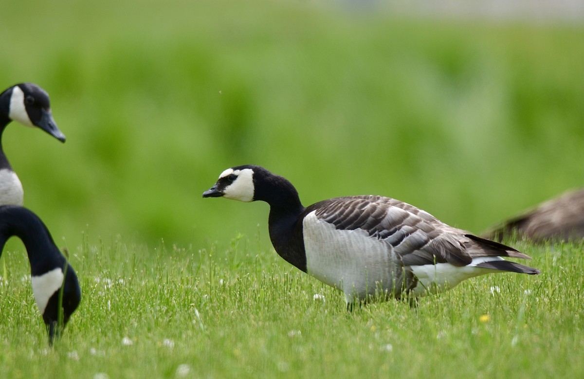 Barnacle Goose - Celeste Morien