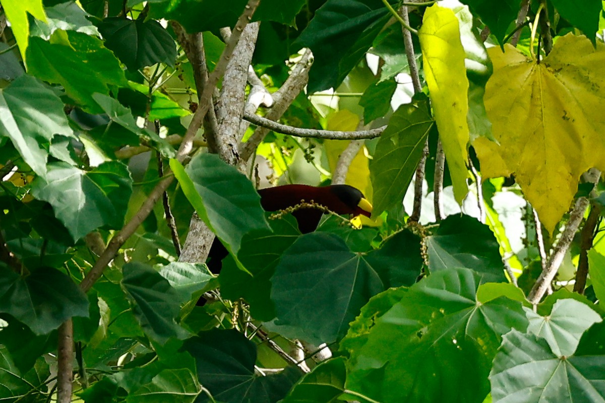 Yellow-billed Malkoha - ML456022831