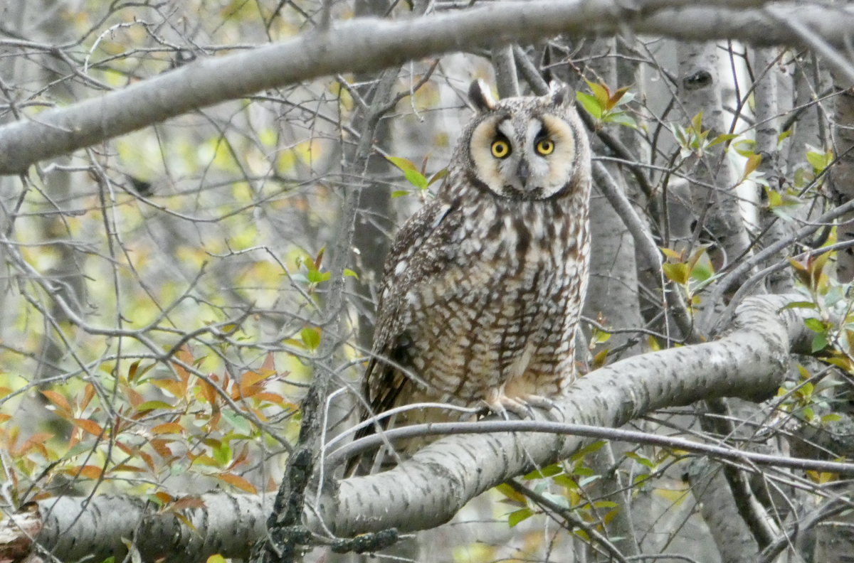 Long-eared Owl - ML456025301