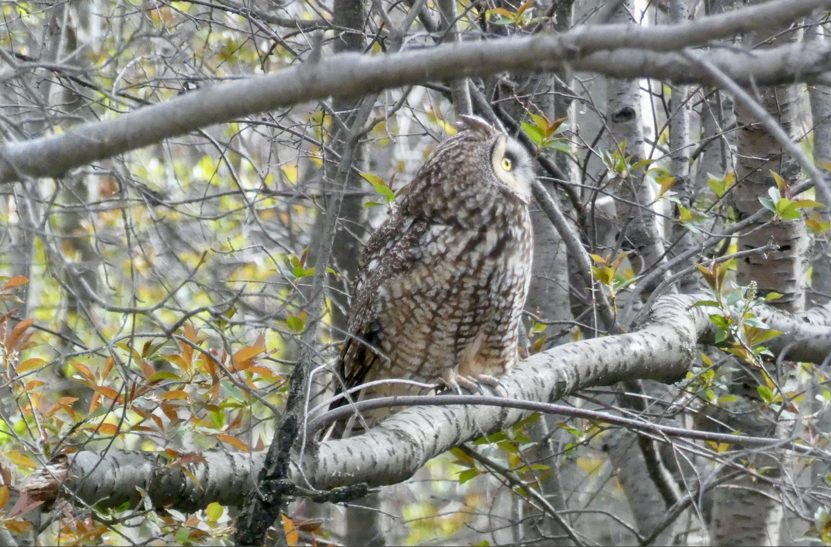 Long-eared Owl - ML456025311