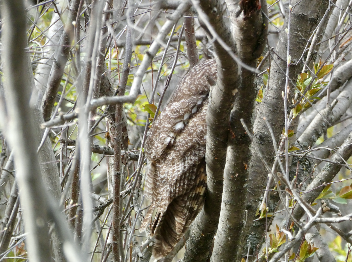 Long-eared Owl - ML456025321