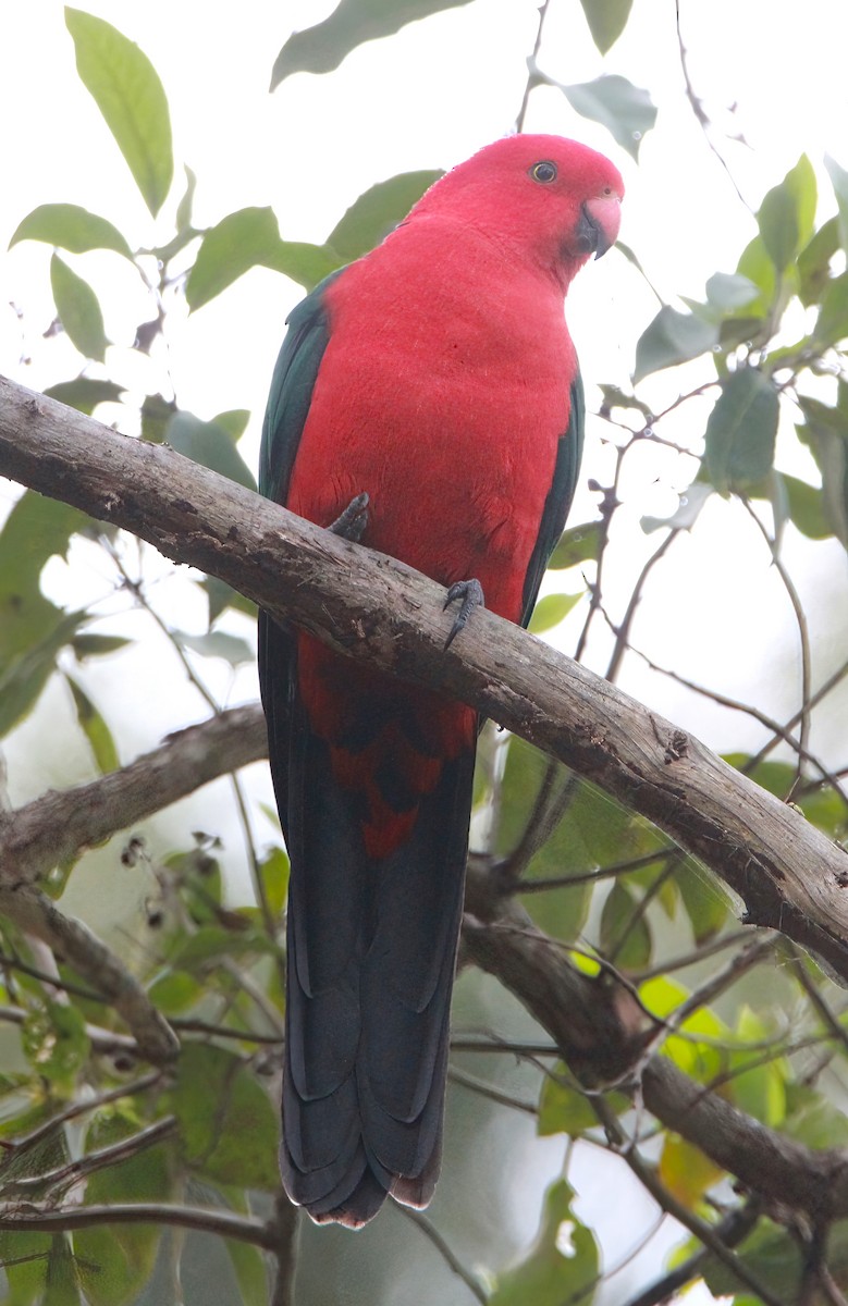 Australian King-Parrot - ML456025891