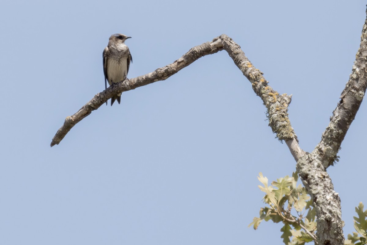 Purple Martin - ML456026301
