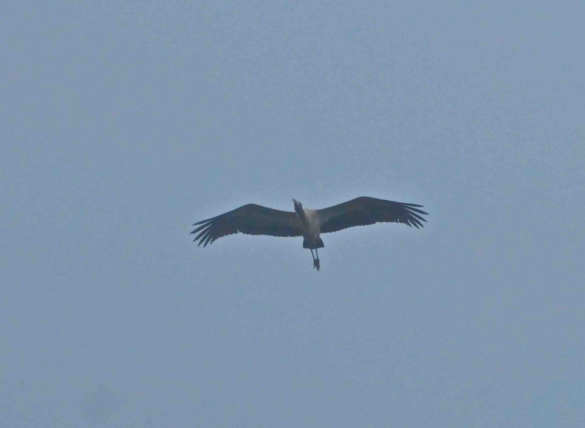 Wood Stork - ML45602731