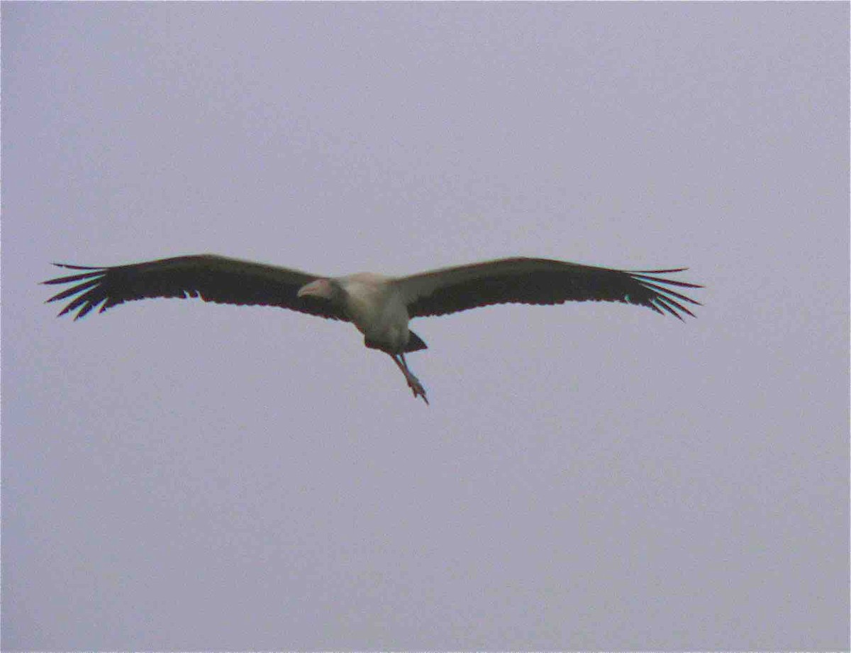 amerikastork - ML45602751