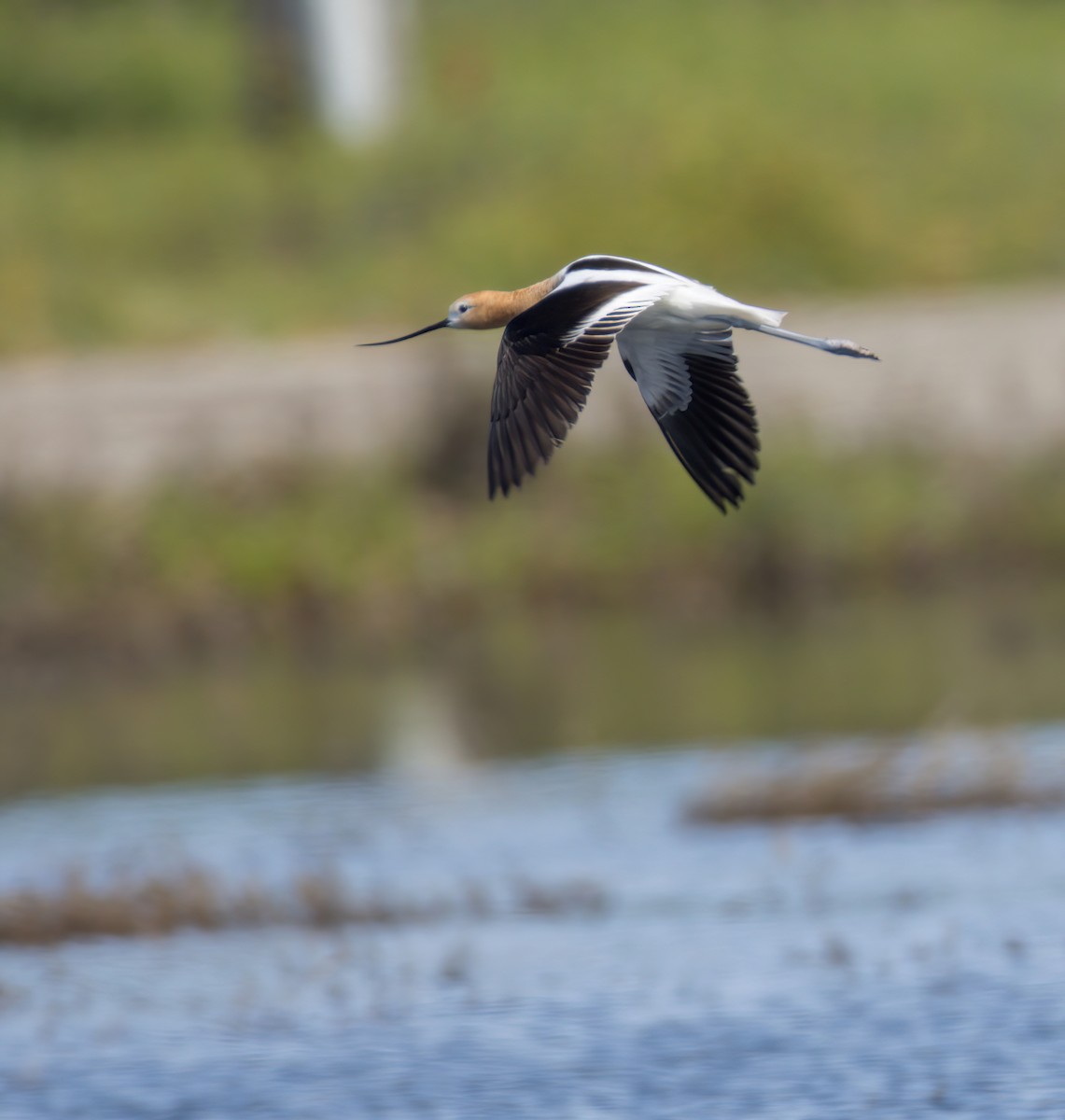 American Avocet - ML456028511