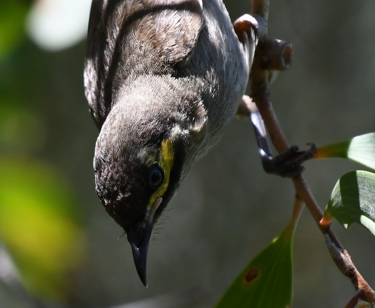 Yellow-faced Honeyeater - ML45602961