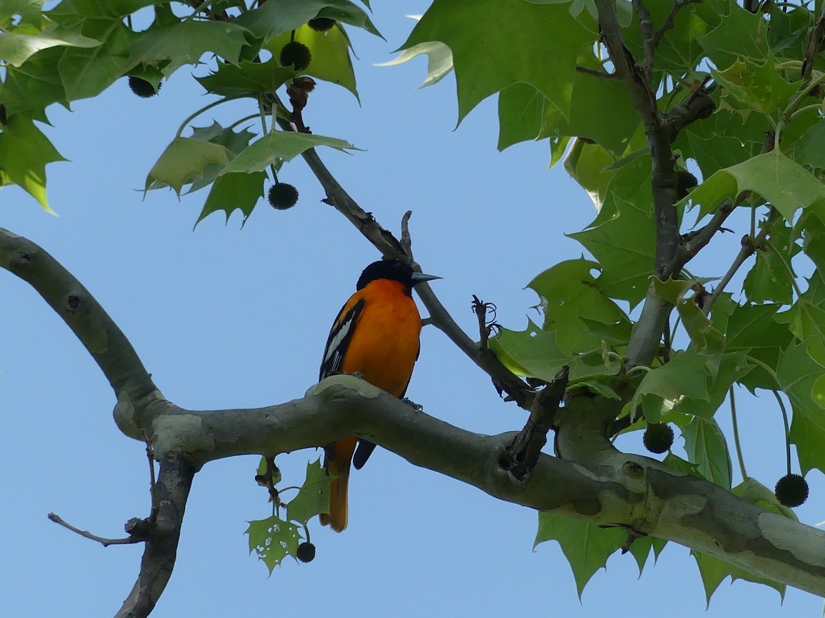 Baltimore Oriole - ML456029621