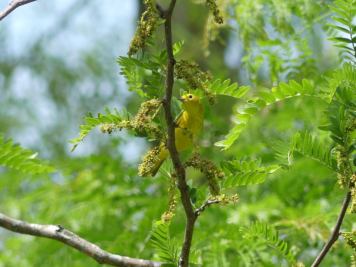 Yellow Warbler - Michael Klotz