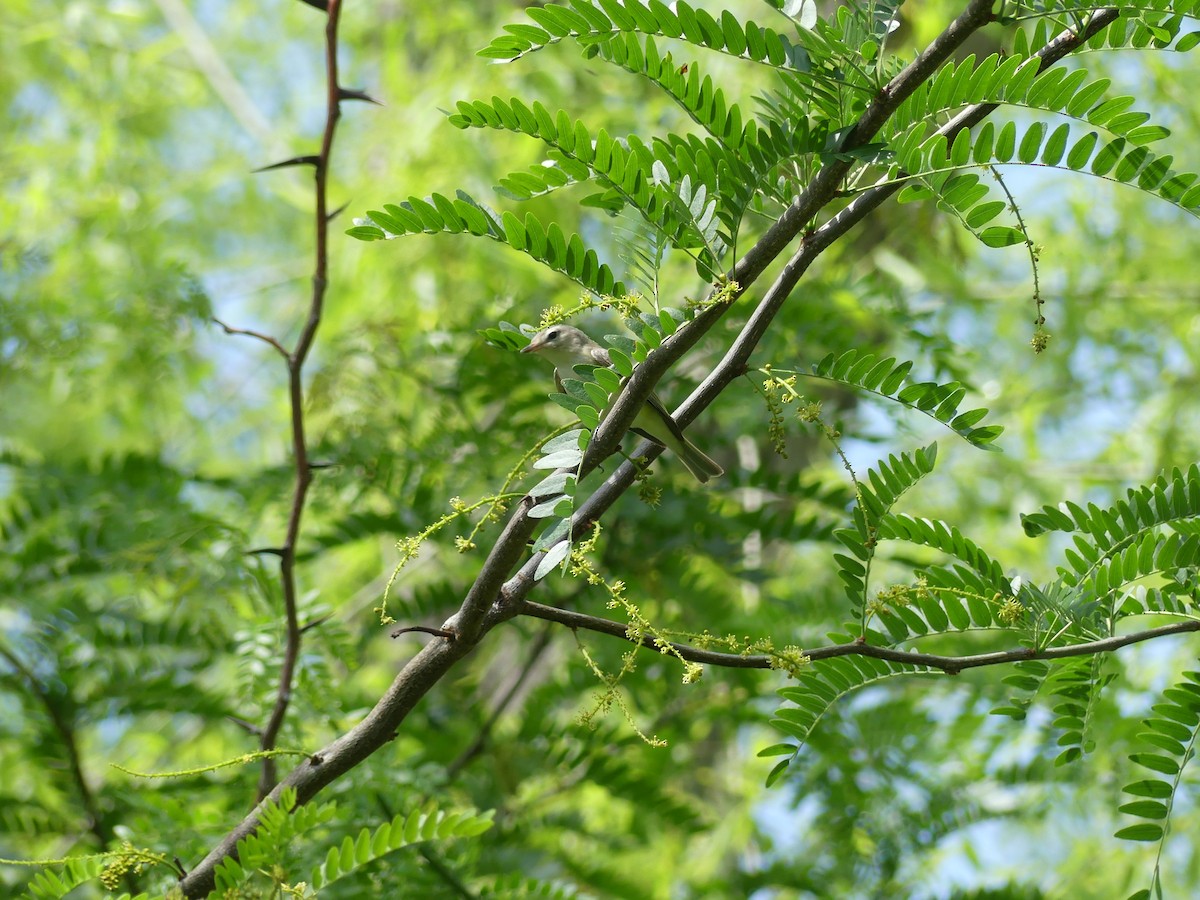 Warbling Vireo - ML456030111