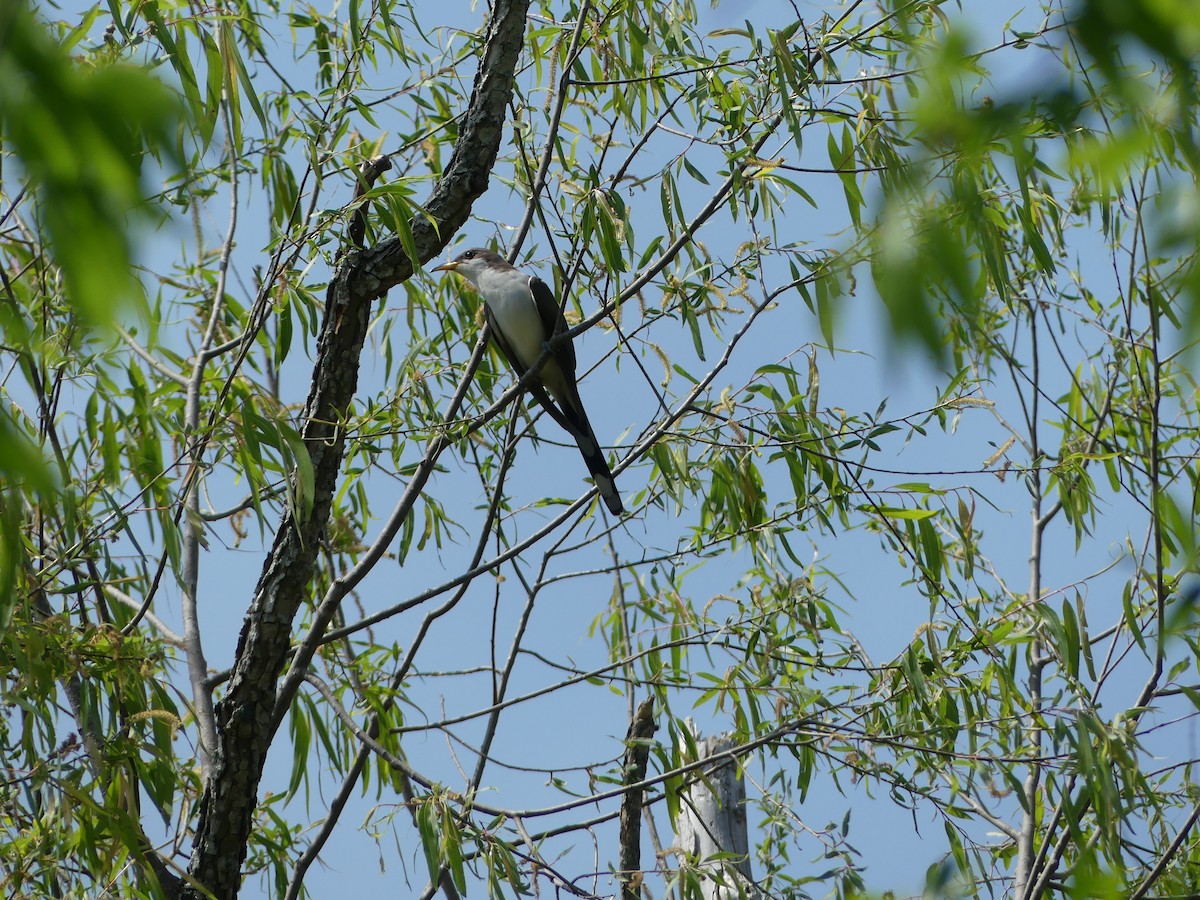 Yellow-billed Cuckoo - ML456030201