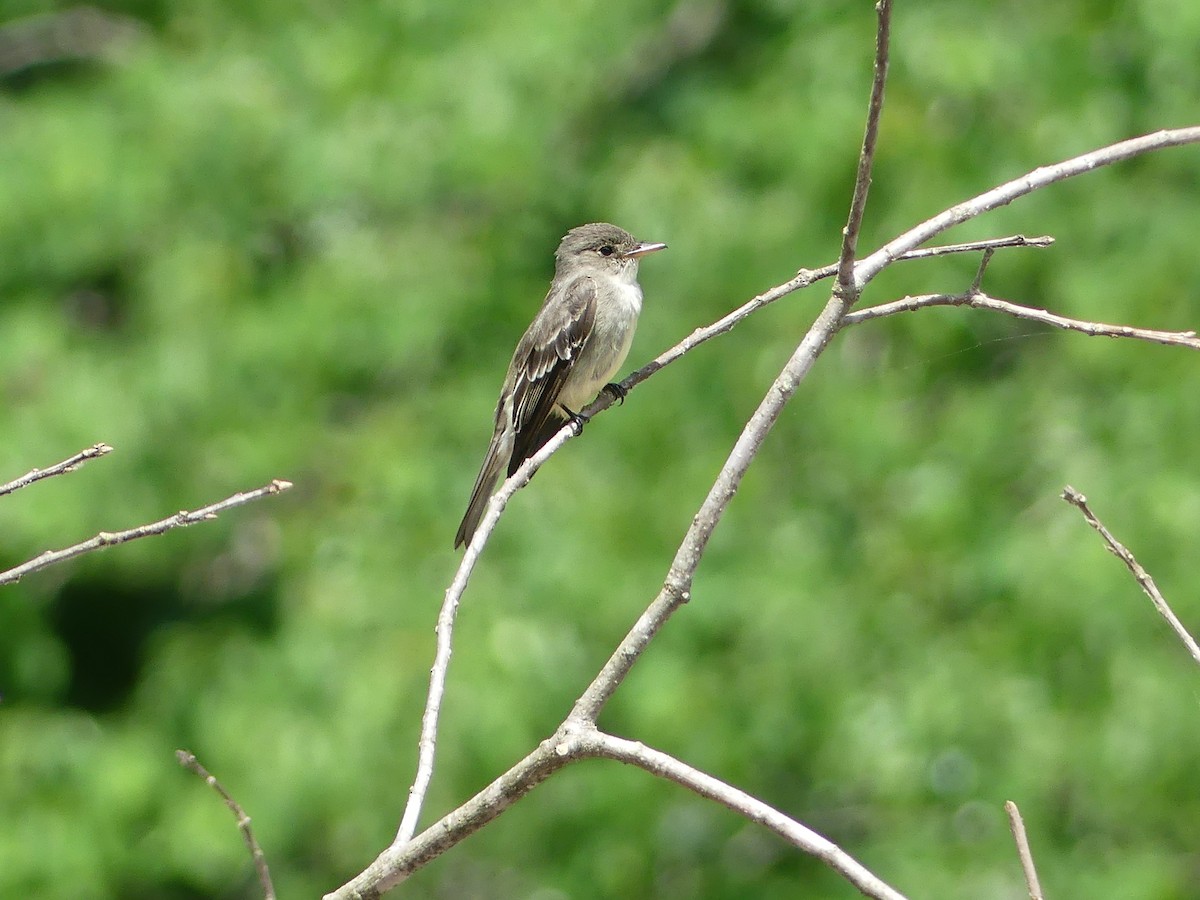 Eastern Wood-Pewee - ML456030311