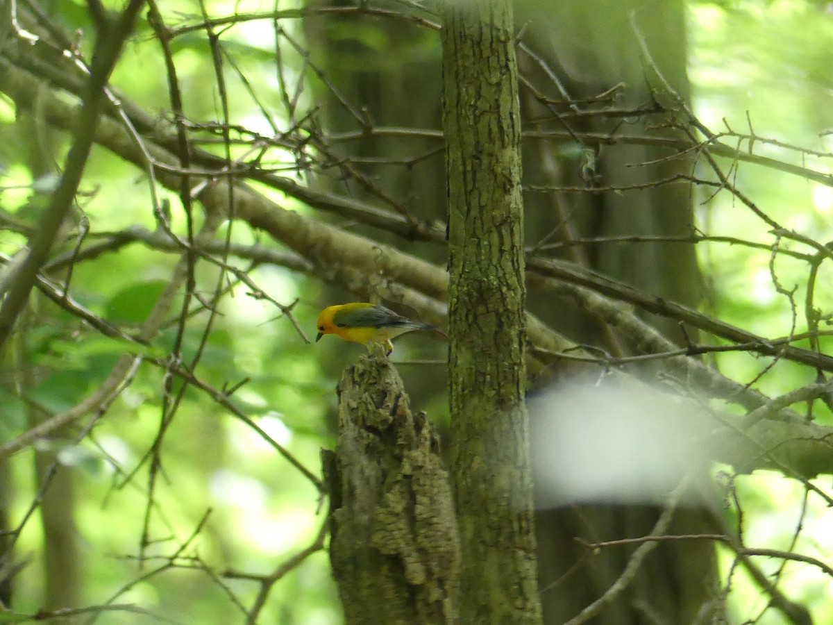Prothonotary Warbler - ML456030411