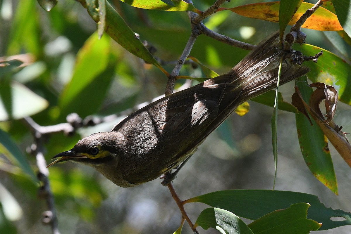 Yellow-faced Honeyeater - ML45603141