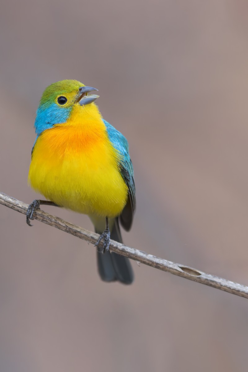 Orange-breasted Bunting - ML456032111