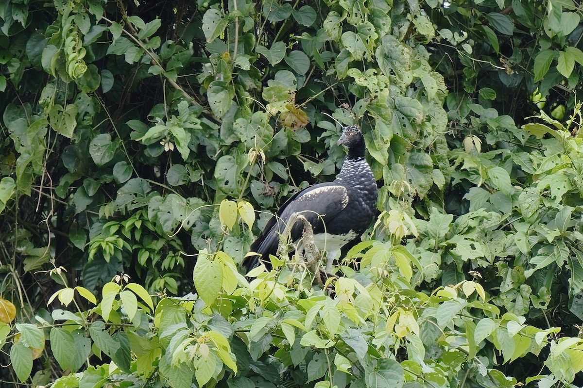 Horned Screamer - ML456033621