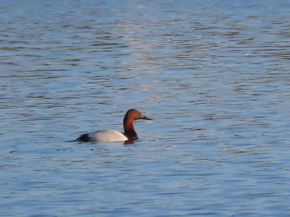 Canvasback - ML456034551