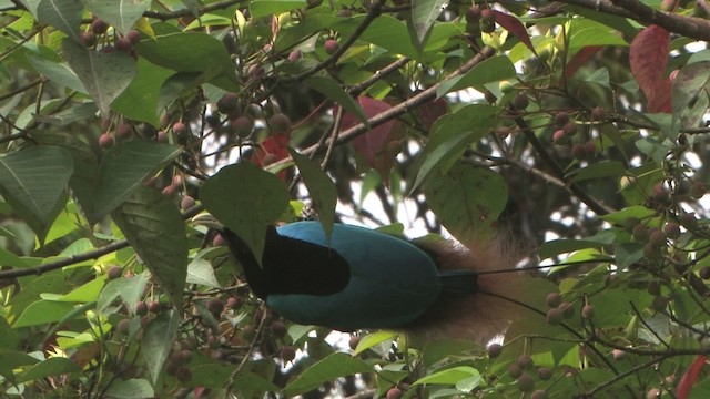 Blue Bird-of-Paradise - ML456036