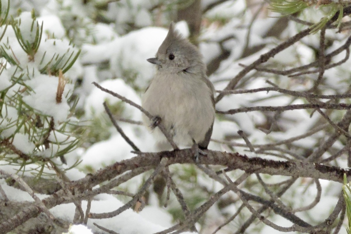 Juniper Titmouse - ML456036011