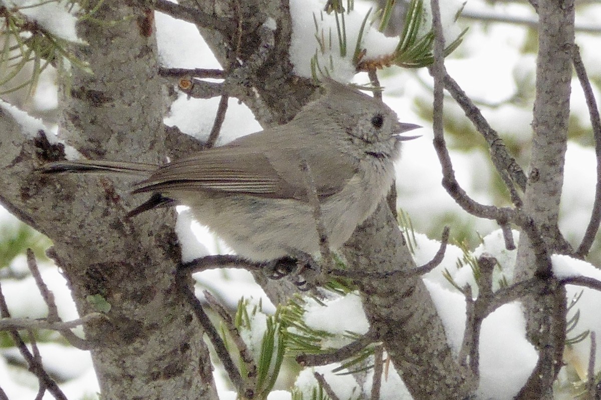 Juniper Titmouse - ML456036061