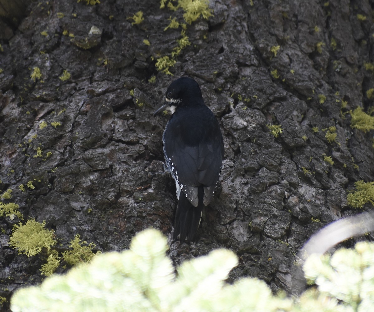 Black-backed Woodpecker - ML456036591