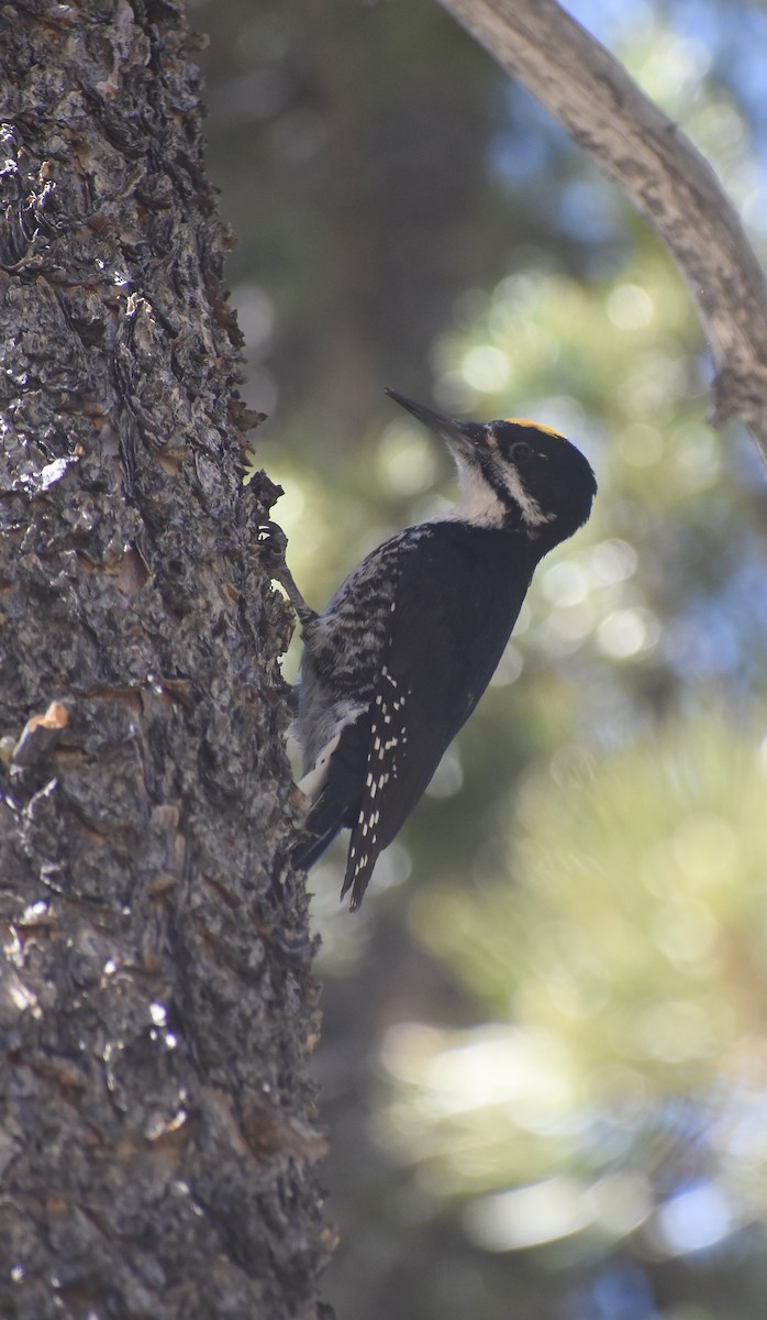 Black-backed Woodpecker - ML456036731