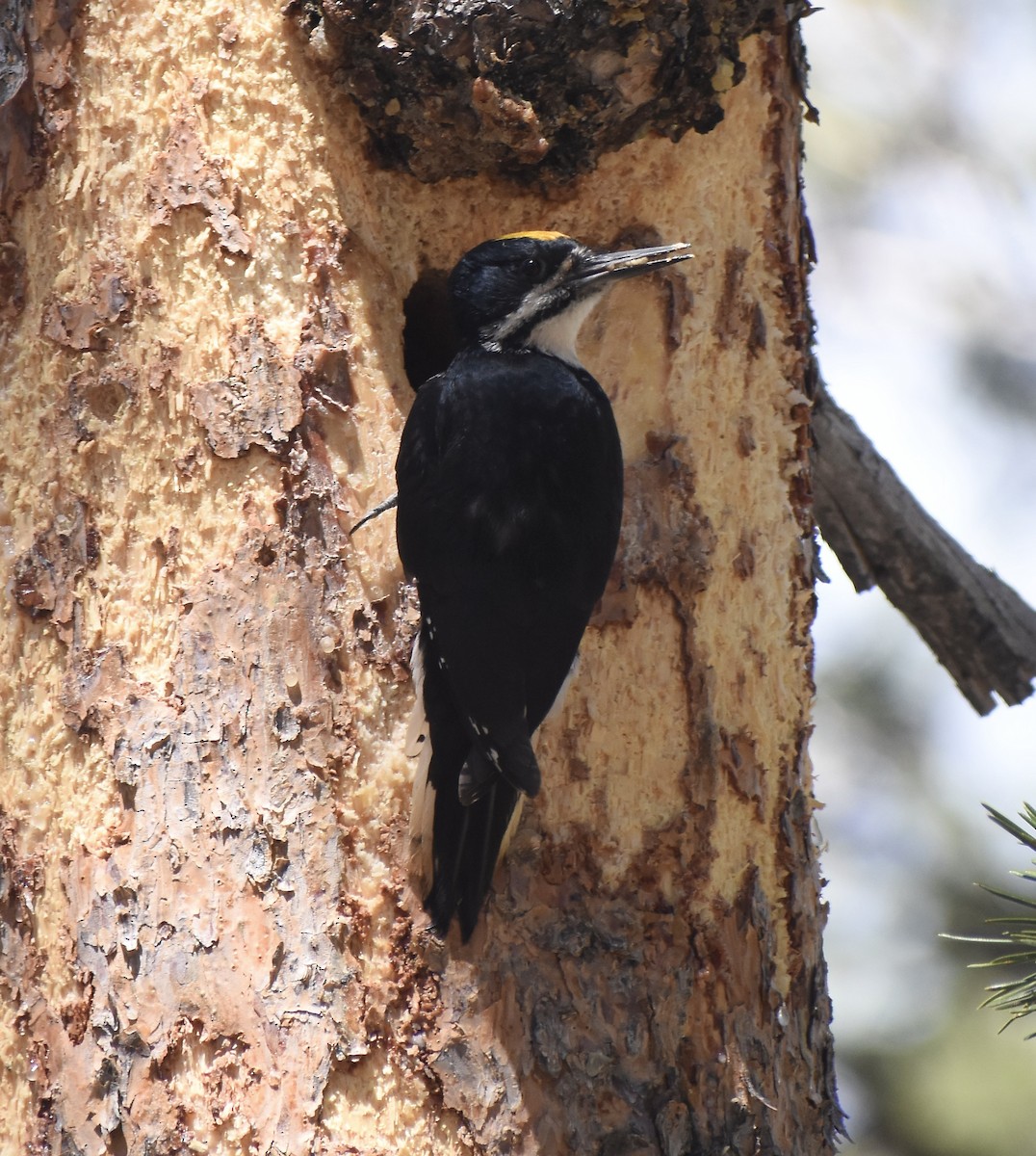 Black-backed Woodpecker - ML456036741