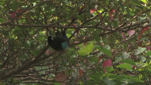 Blue Bird-of-Paradise - ML456037