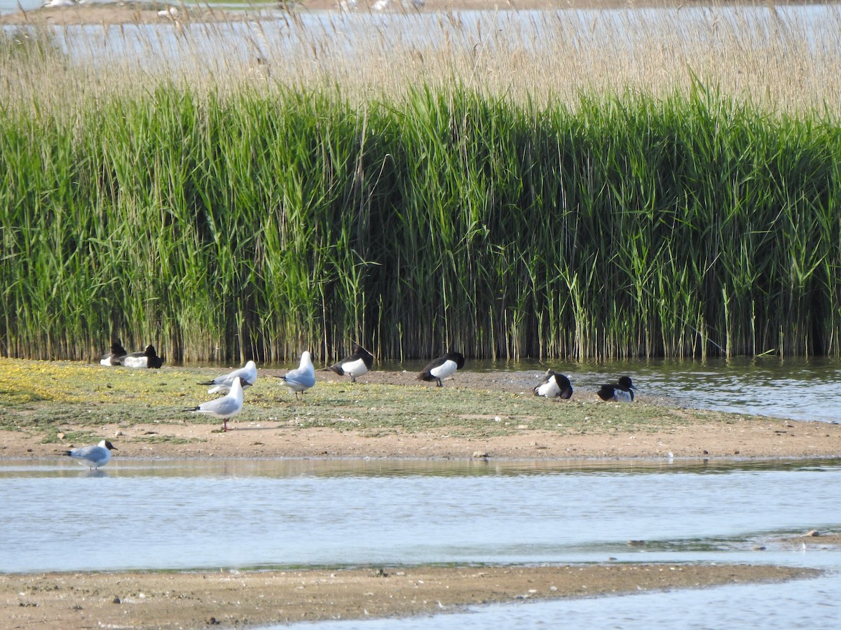 Tufted Duck - ML456037801