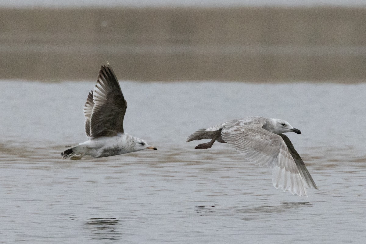 Gaviota Cana (kamtschatschensis) - ML456040271