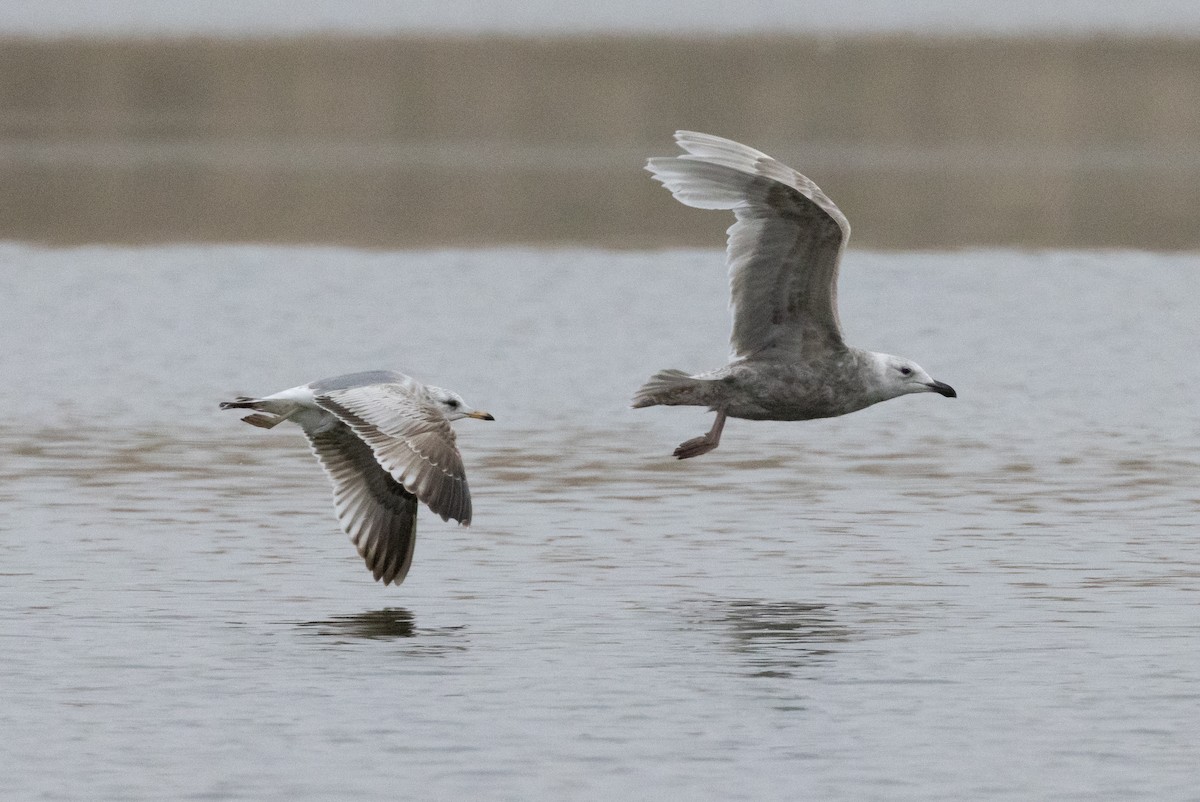 Common Gull (Kamchatka) - Tom Johnson