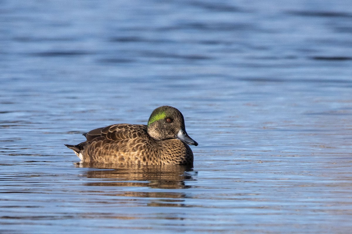 duck sp. - Oscar Thomas