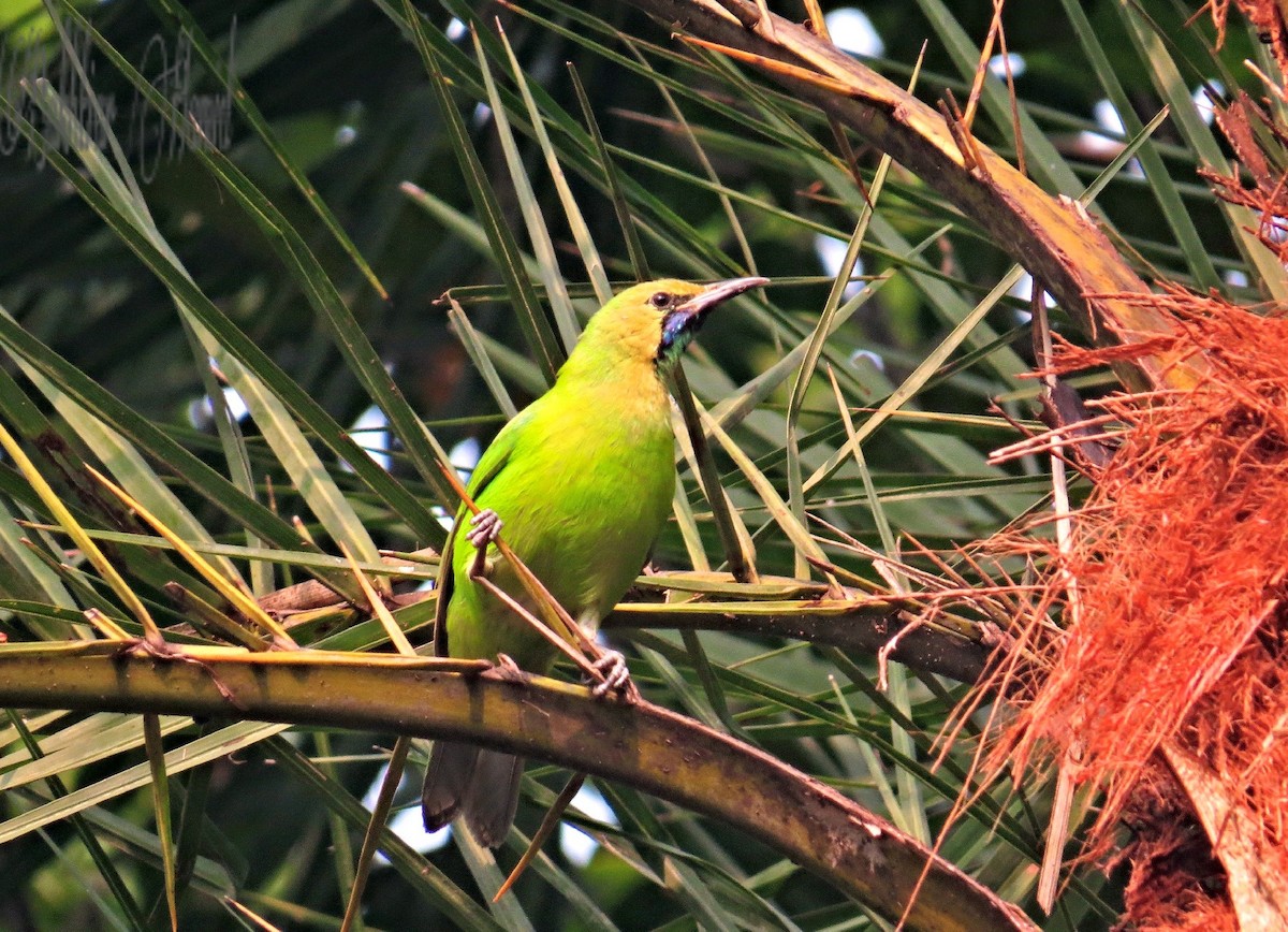 Jerdon's Leafbird - ML456041651