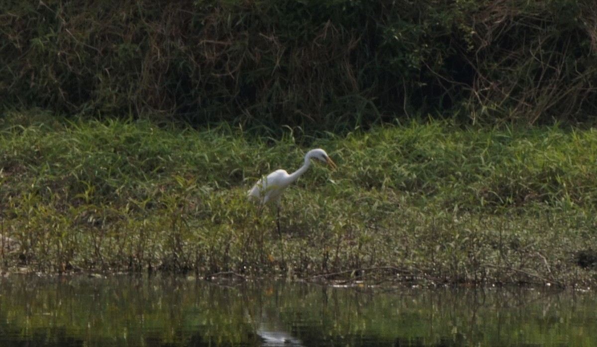 Great Egret - ML456042271