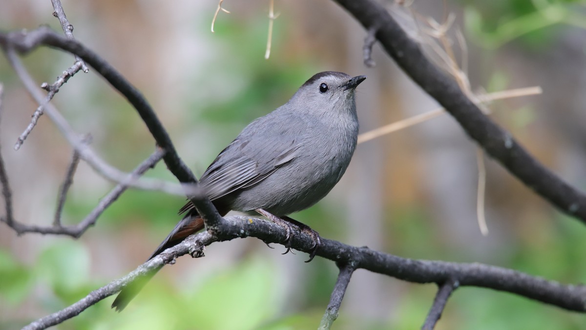 Gray Catbird - ML456042791