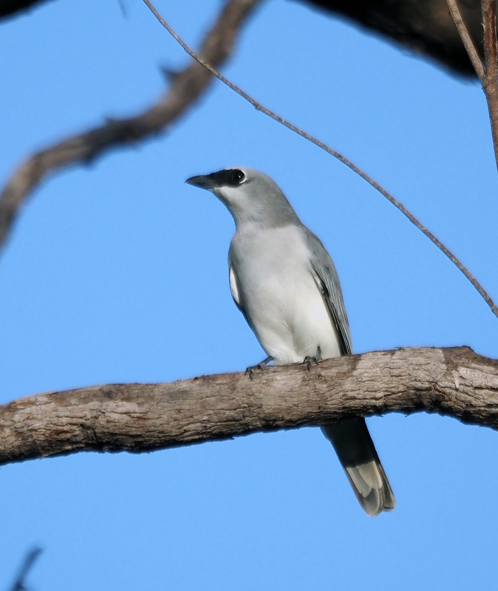 White-bellied Cuckooshrike - Steve Law