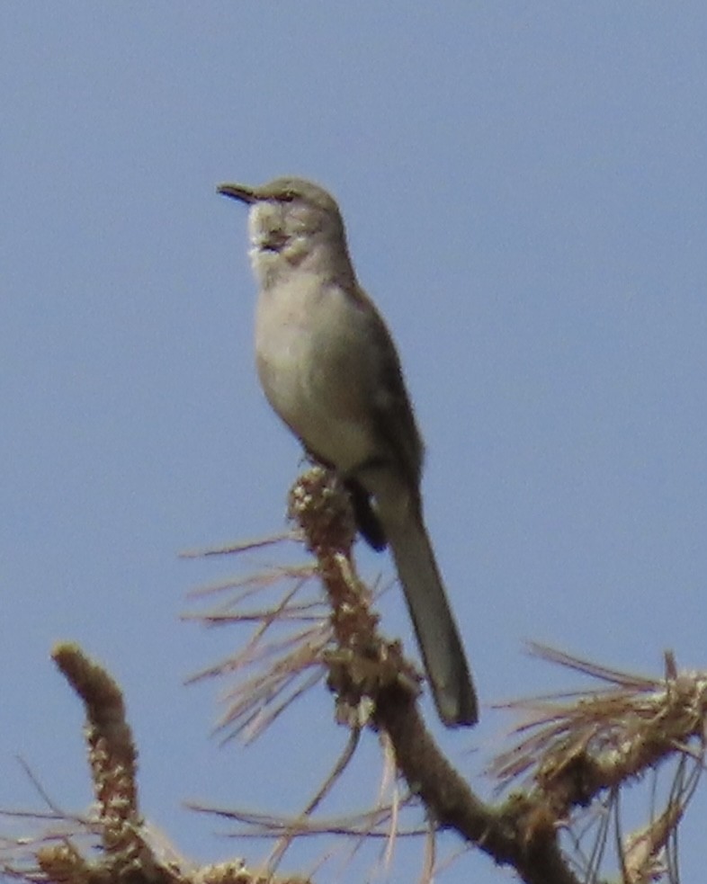 Northern Mockingbird - ML456043561