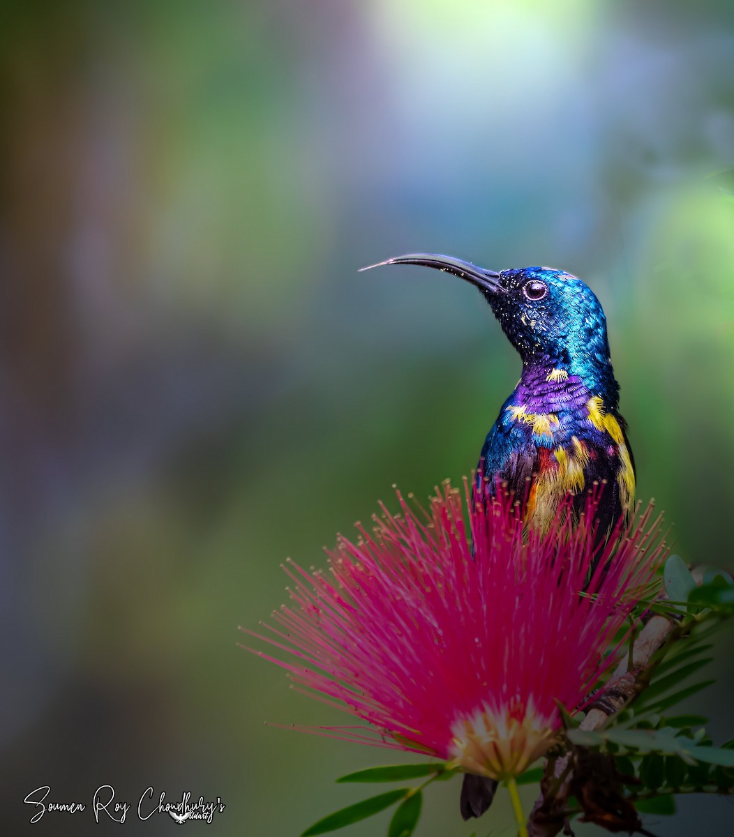 Purple Sunbird - ML456044351