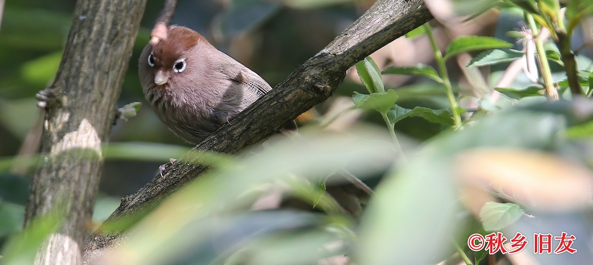 Spectacled Parrotbill - Xingyu Li