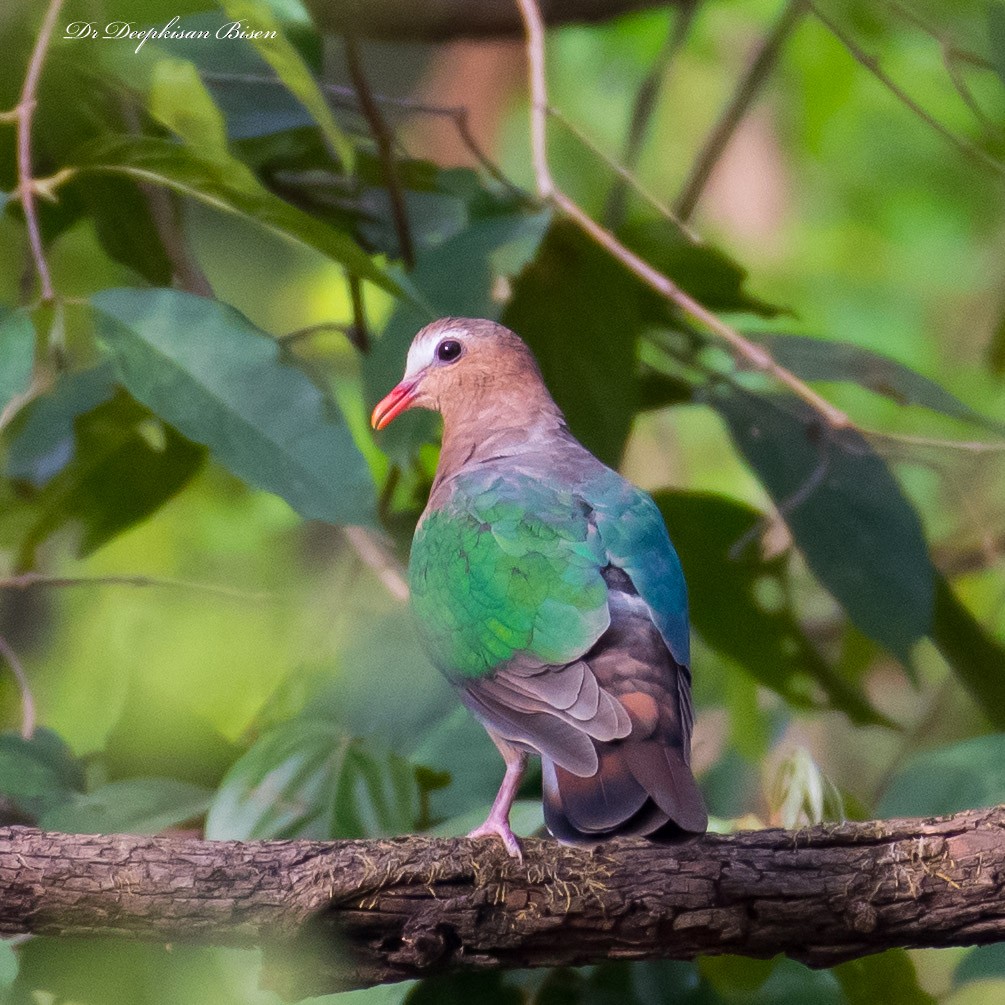 Asian Emerald Dove - Deepkisan Bisen